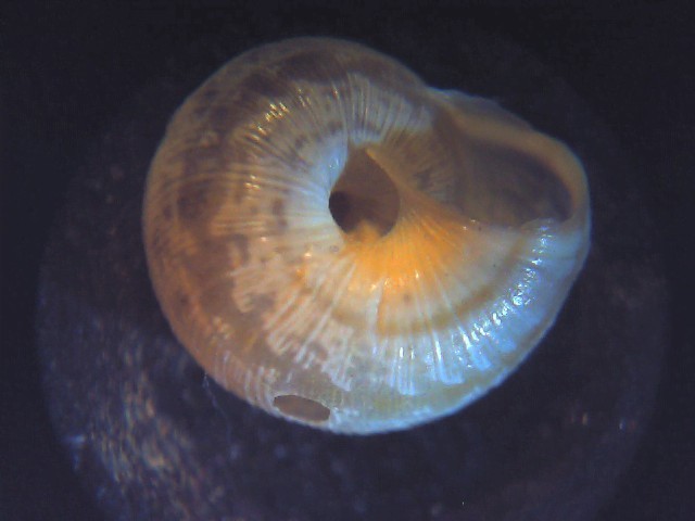 Cernuella cisalpina ??